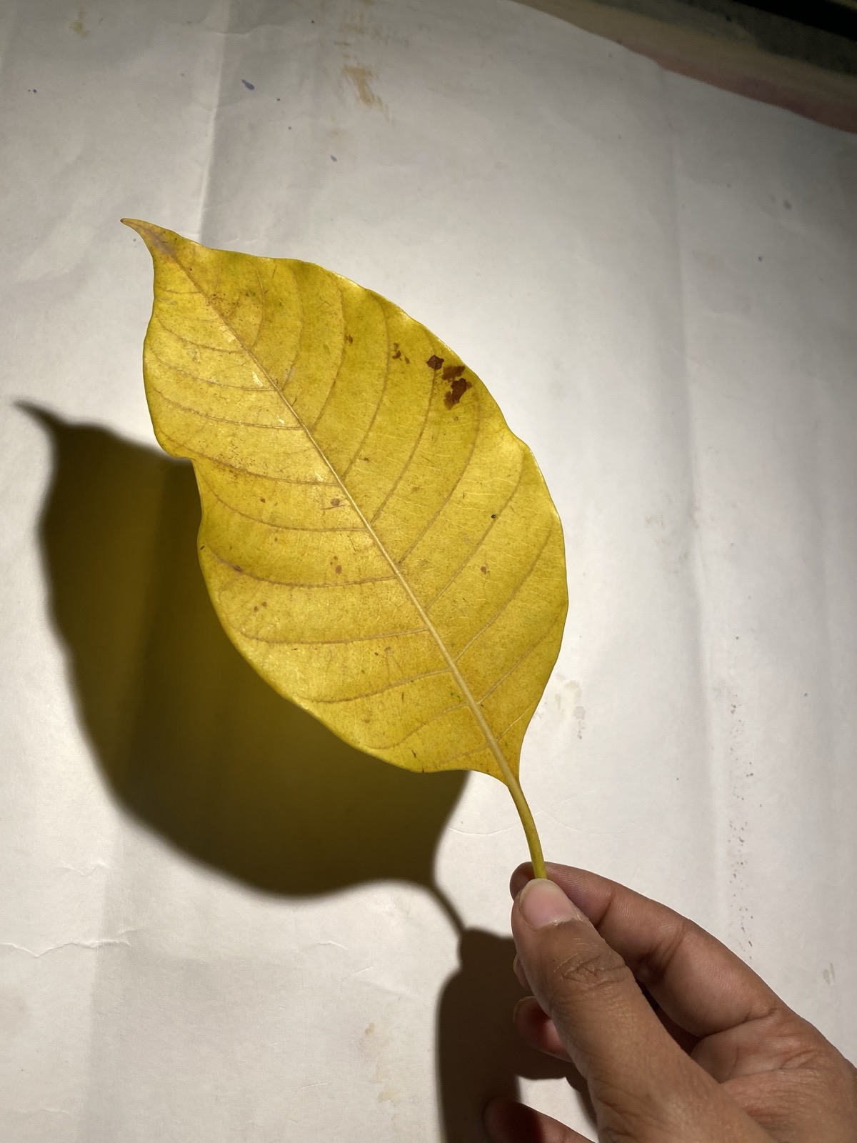 The afternoon's specimen, held to the light