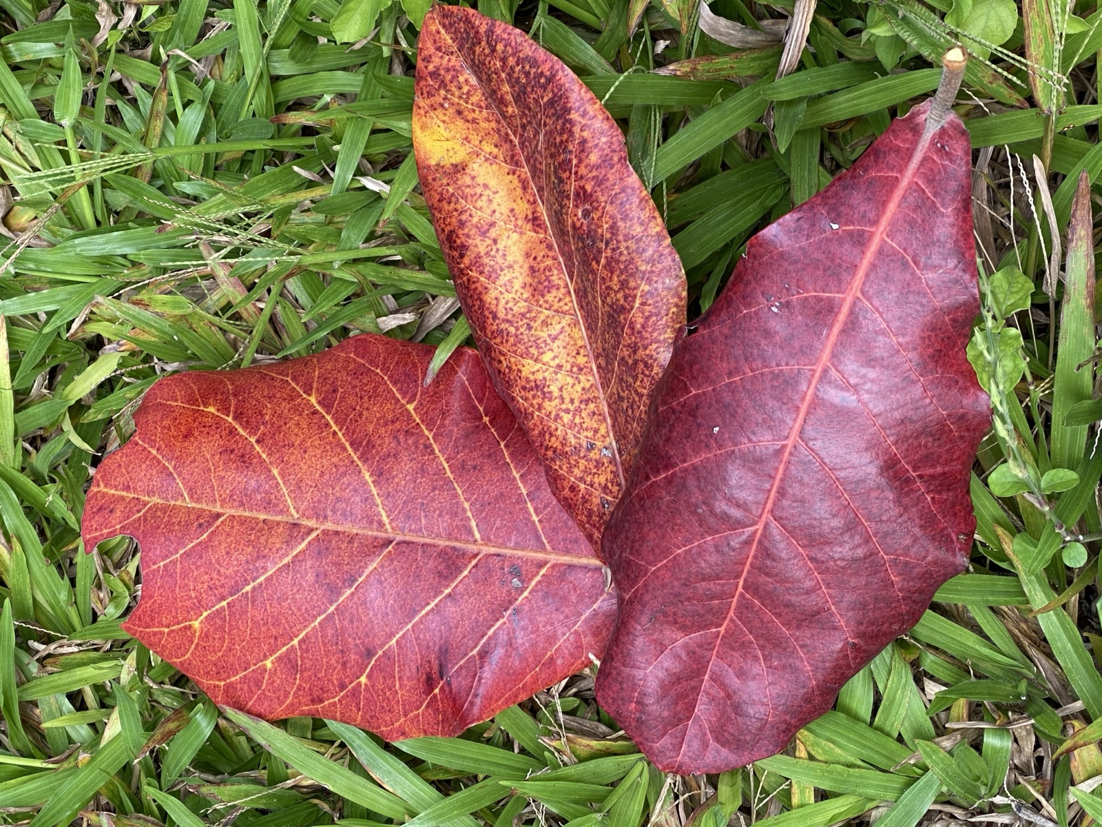 Three leaves, one species — the variation is part of the pattern