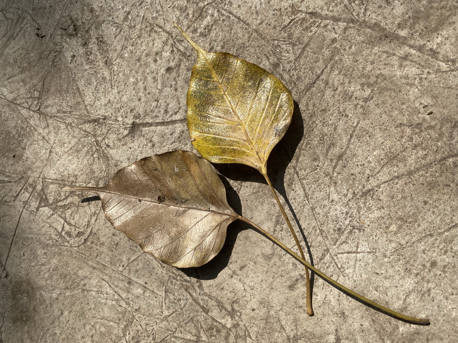 Two leaves of one tree — the same grammar, two journeys