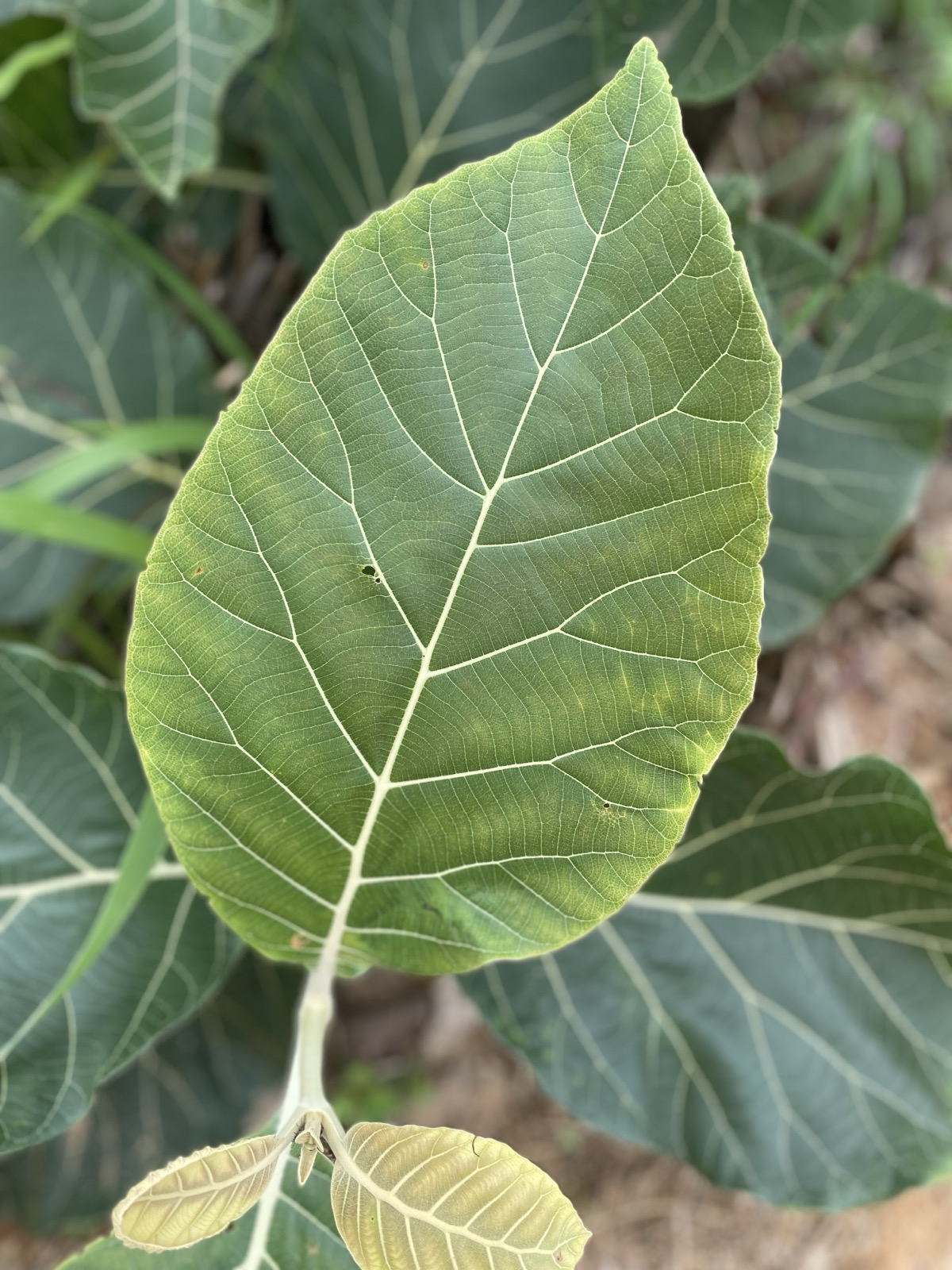 The venation up close — a common logic, freely expressed