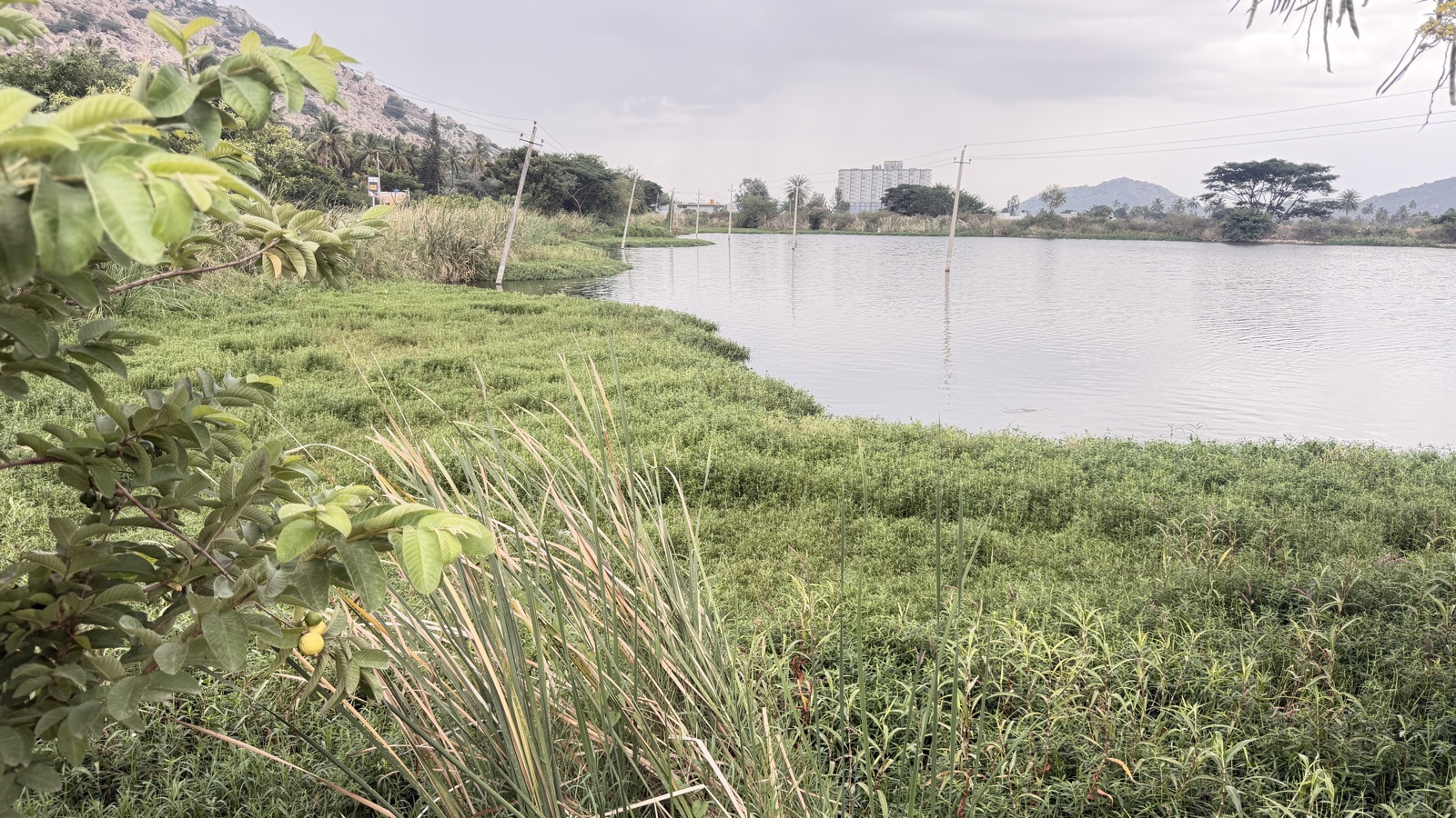 A still lake at early morning under a pale grey sky, its far edge fringed with grass and reeds, a guava branch in the foreground and low rocky hills beyond.